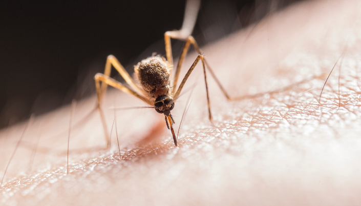 disease carrying mosquitoes