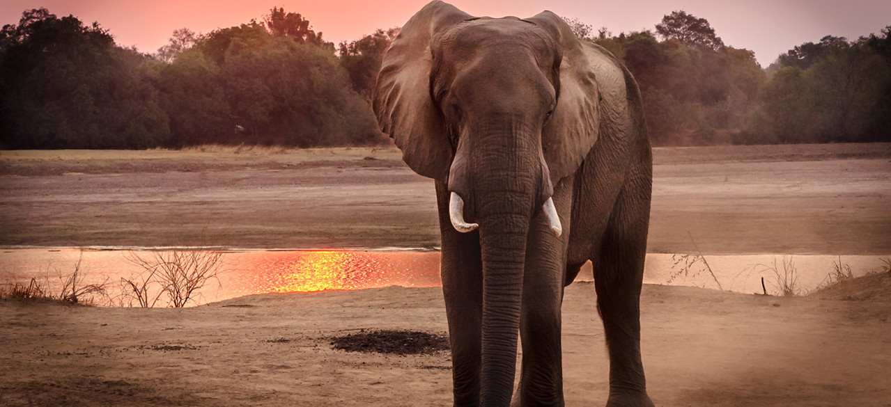 Why Elephant Riding Should Never Be in Your Travel List