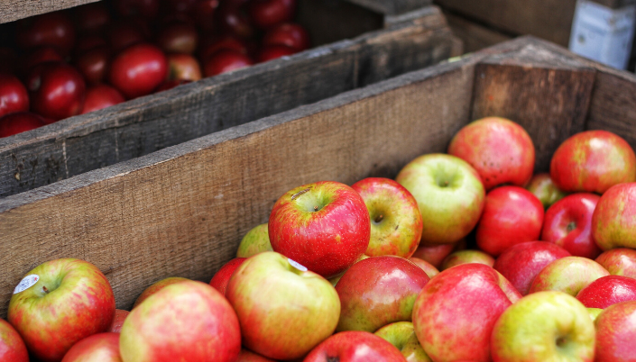 Apple harvest UK