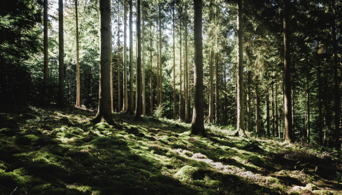 Białowieża forest visit