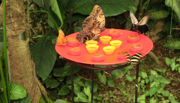 Butterfly Park Benalmadena