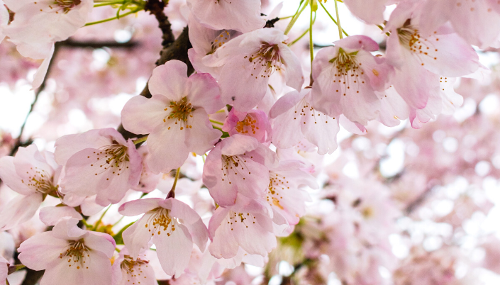 Cherry blossom festival