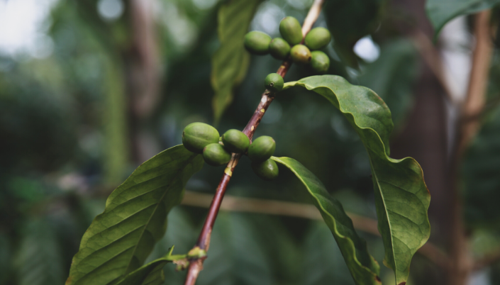 Coffee region Colombia