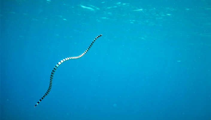 Dangerous sea snake