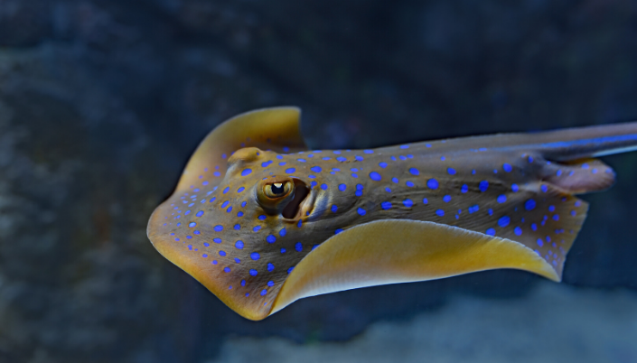 Dangerous stingray