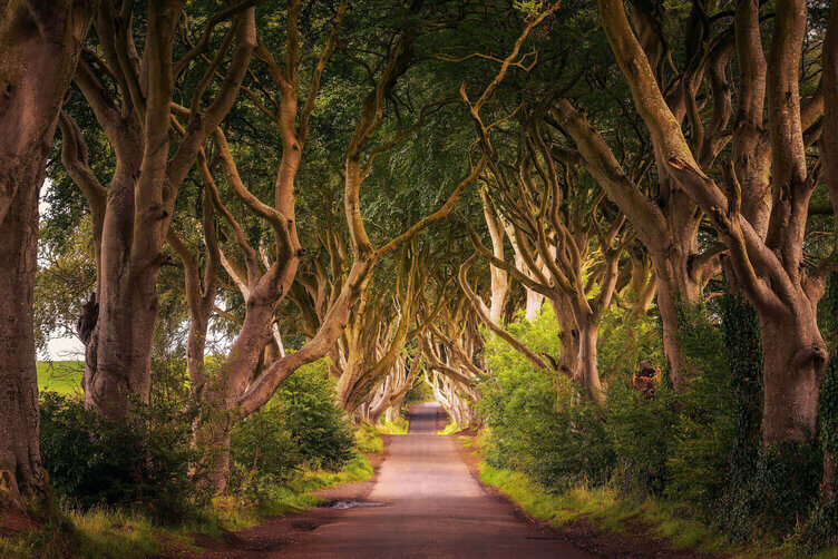 Dark Hedges