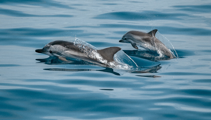 Dolphins New Zealand