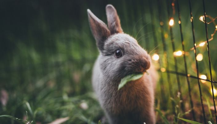 Easter Bilby