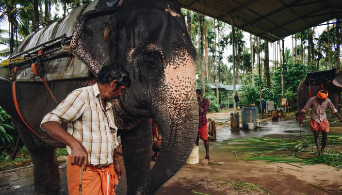 elephant-riding-cruelty