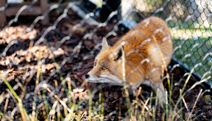 Fox Shelter