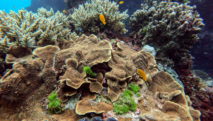 Great Barrier Reef Australia