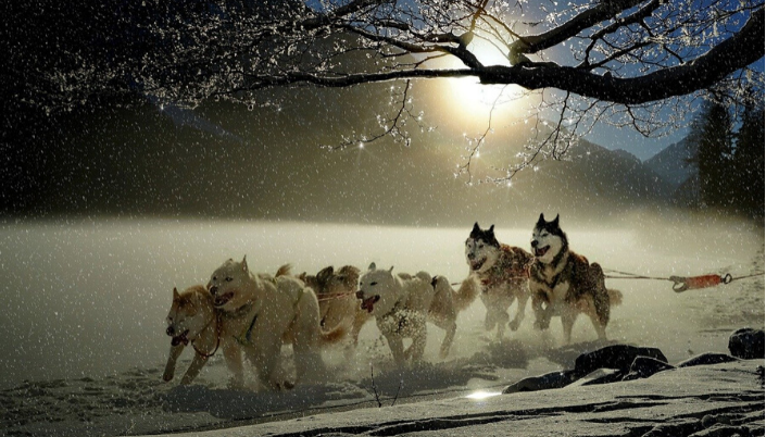 Husky mushing