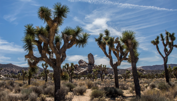 Joshua tree California