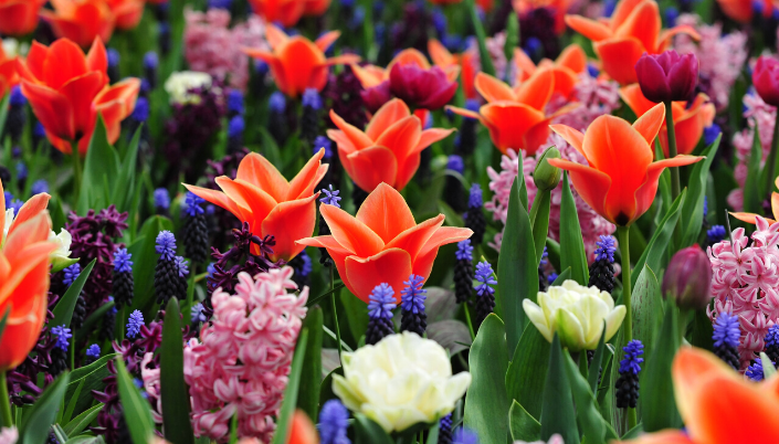 Lisse tulip fields