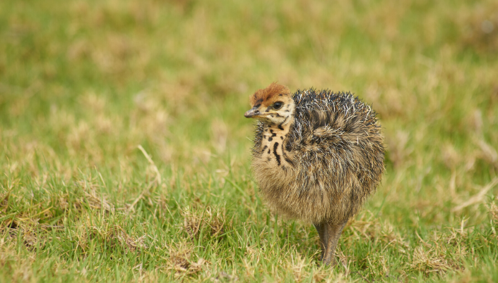 National bird of New Zealand