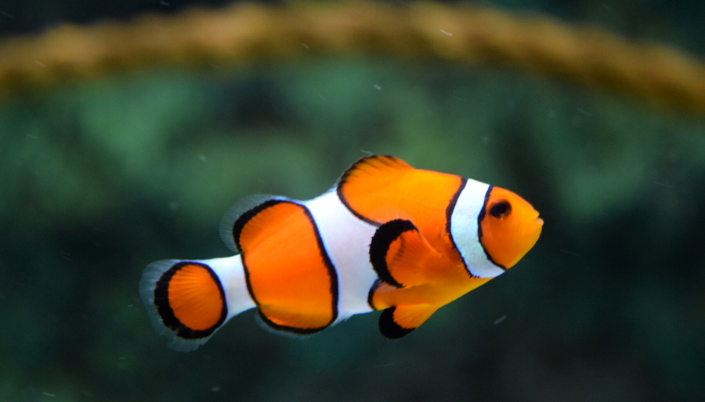 Nemo fish