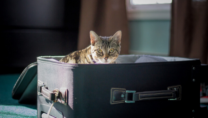 Pets on planes