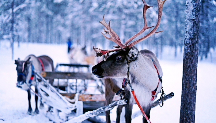 Reindeer sledding