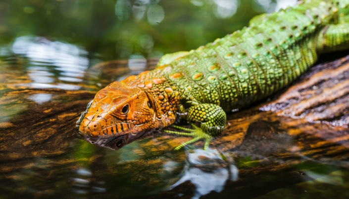 Singapore Zoo Animals