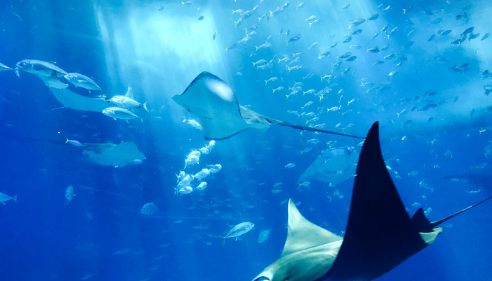 Spottled eagle ray
