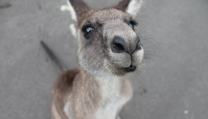 travelling across australia