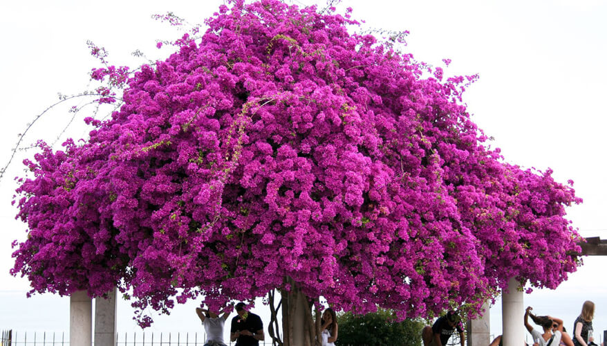 Blossom Blossom