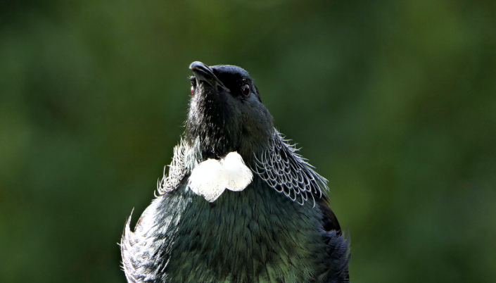 Tui New Zealand