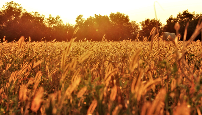 ukrainian field