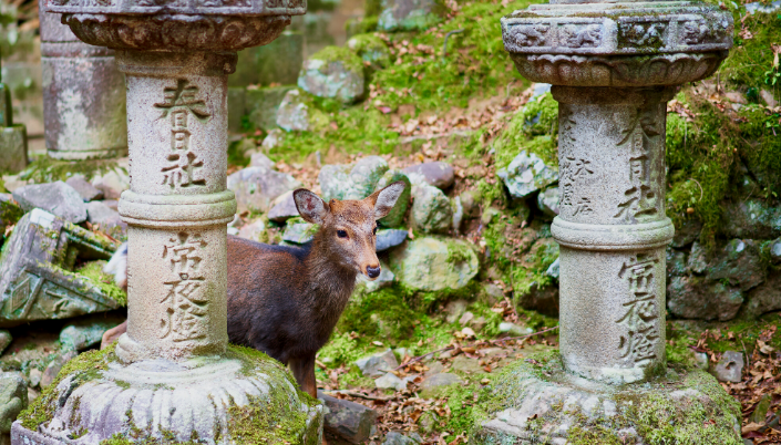 Visit Nara
