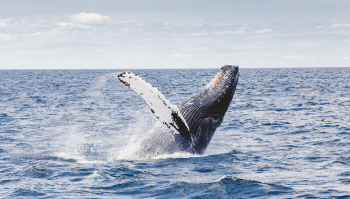 Whales in Victoria