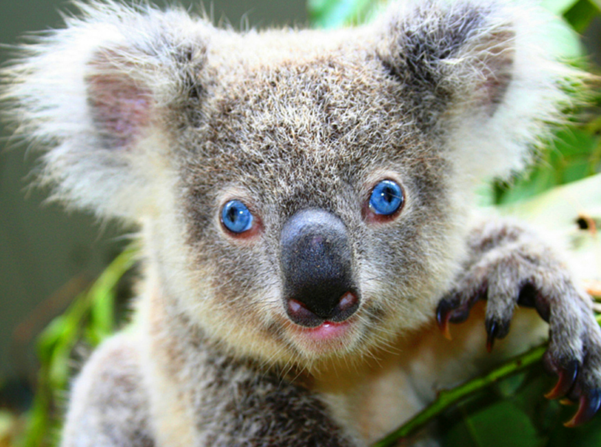 wildlife wildlife